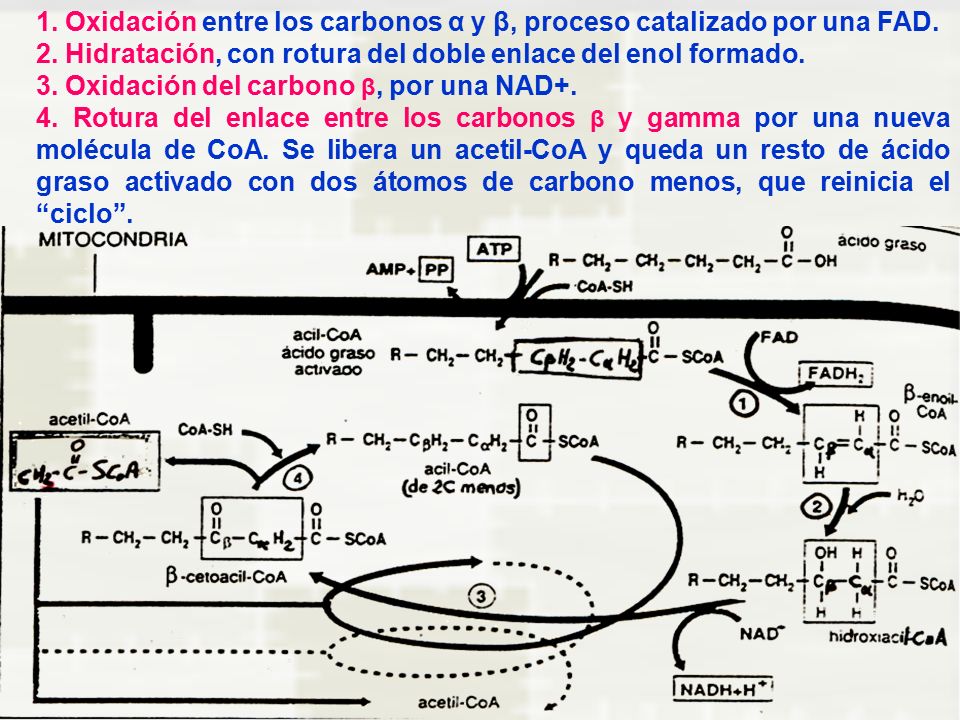 1. Oxidación entre los carbonos α y β, proceso catalizado por una FAD.