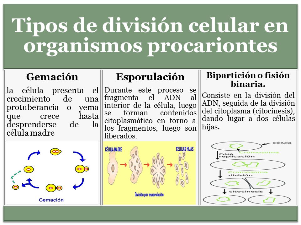 Tipos de división celular en organismos procariontes