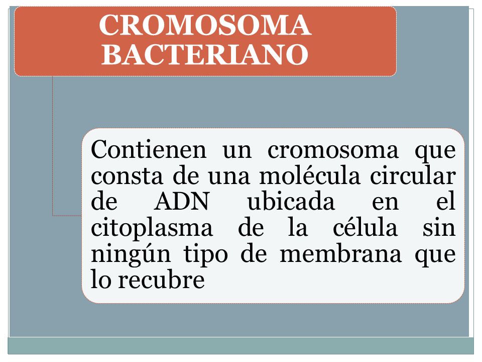 CROMOSOMA BACTERIANO