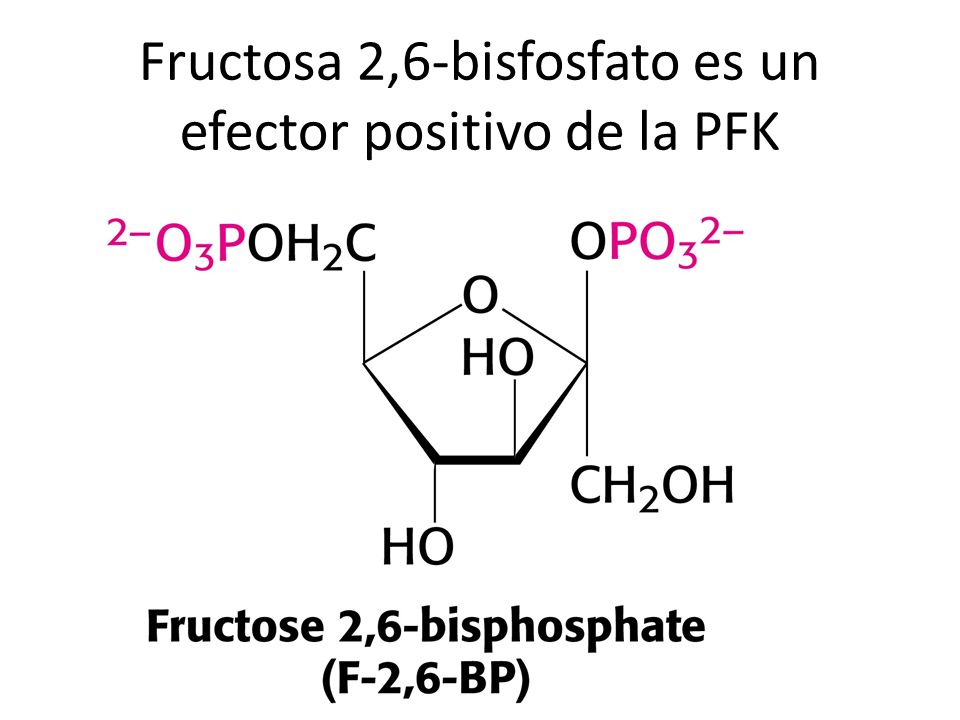 Fructosa 2,6-bisfosfato es un efector positivo de la PFK