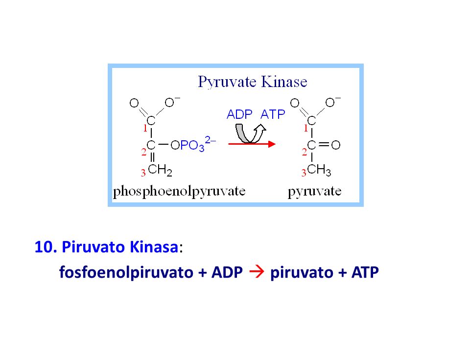 10. Piruvato Kinasa: fosfoenolpiruvato + ADP  piruvato + ATP