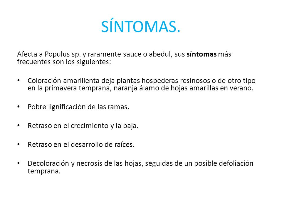 SÍNTOMAS. Afecta a Populus sp. y raramente sauce o abedul, sus síntomas más frecuentes son los siguientes: