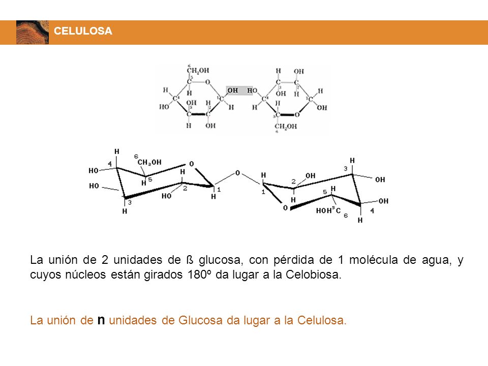 La unión de n unidades de Glucosa da lugar a la Celulosa.