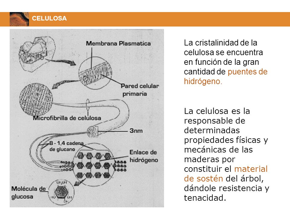 CELULOSA La cristalinidad de la celulosa se encuentra en función de la gran cantidad de puentes de hidrógeno.