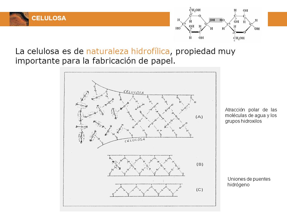 CELULOSA La celulosa es de naturaleza hidrofílica, propiedad muy importante para la fabricación de papel.