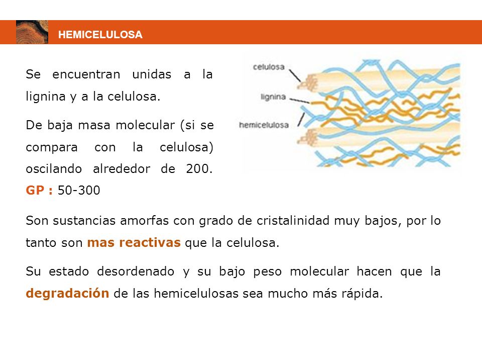 Se encuentran unidas a la lignina y a la celulosa.
