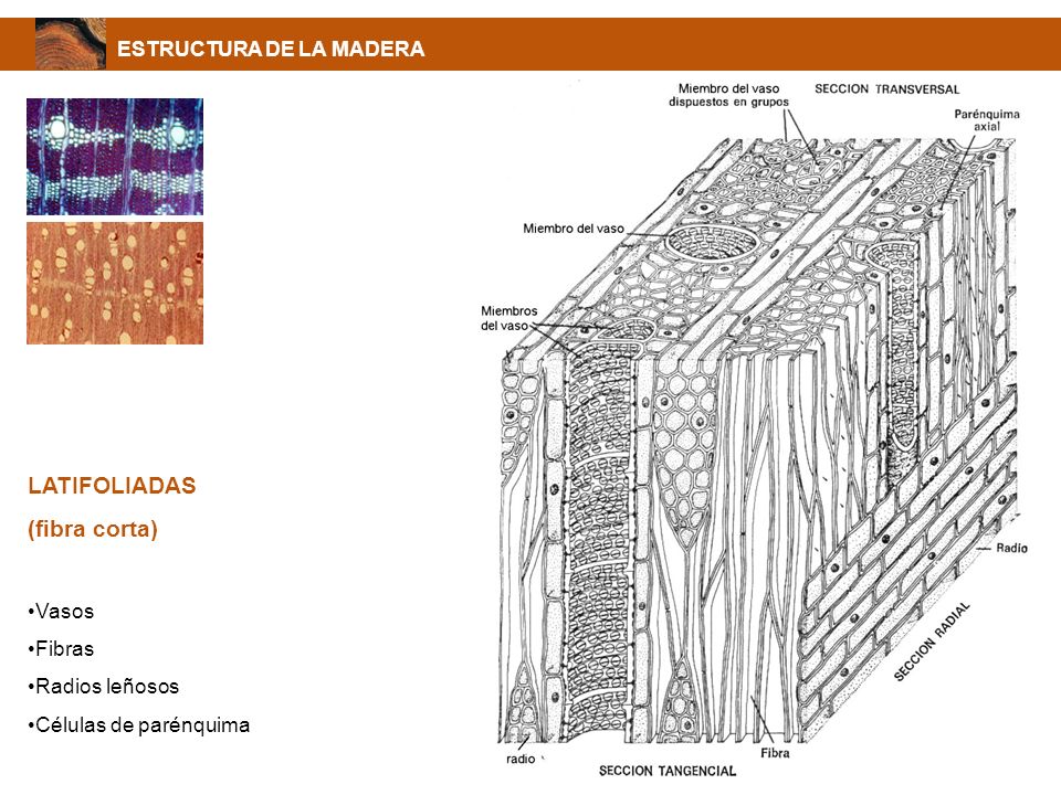 LATIFOLIADAS (fibra corta) ESTRUCTURA DE LA MADERA Vasos Fibras