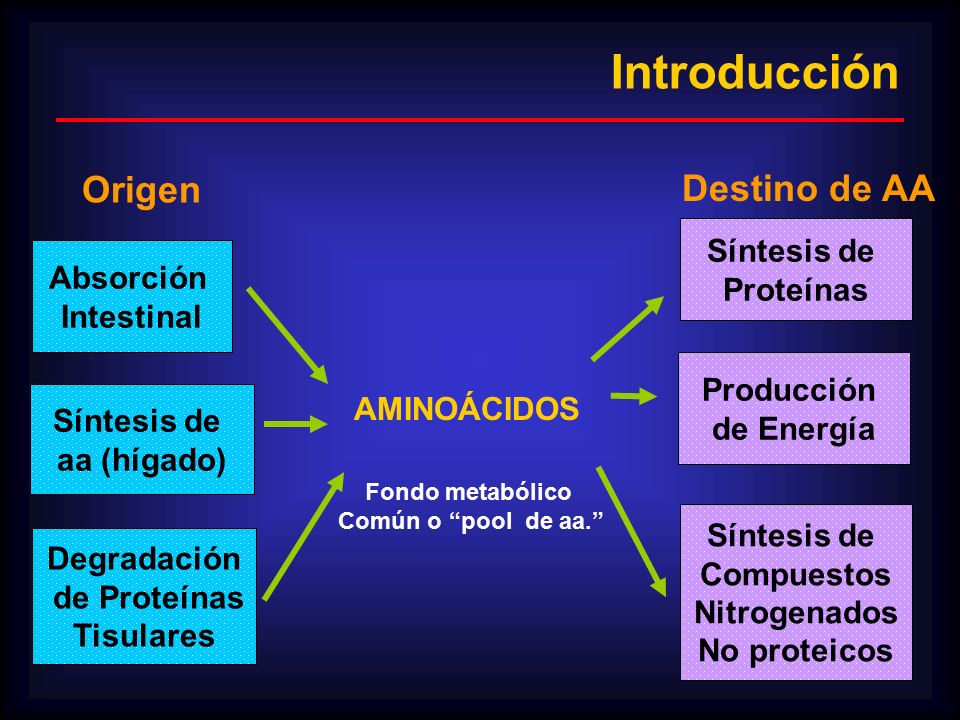 Introducción Origen Destino de AA Síntesis de Proteínas Absorción