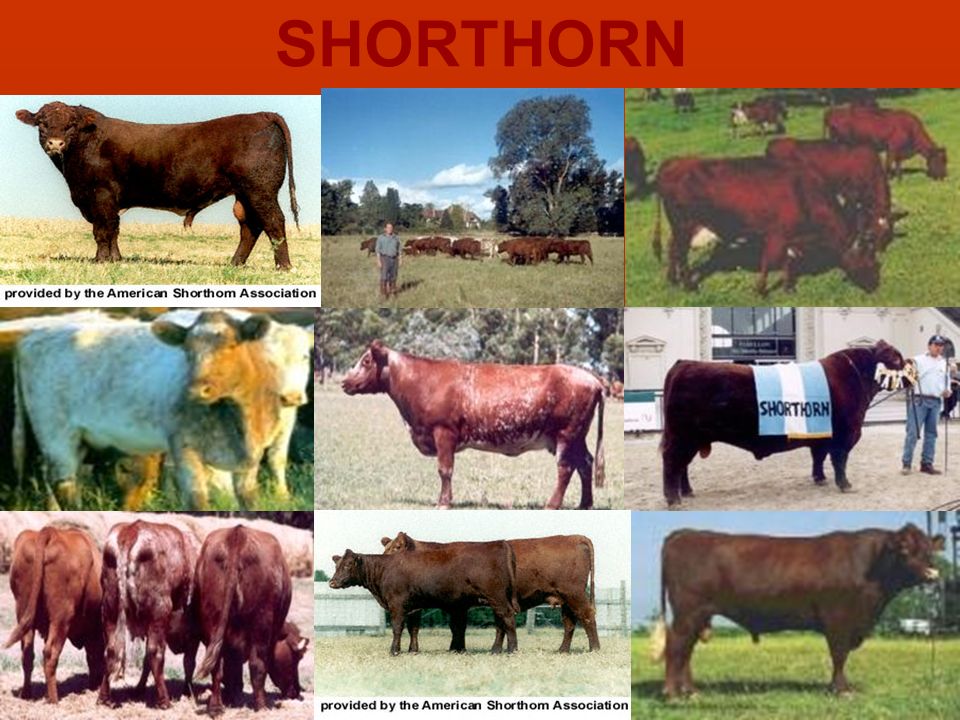SHORTHORN