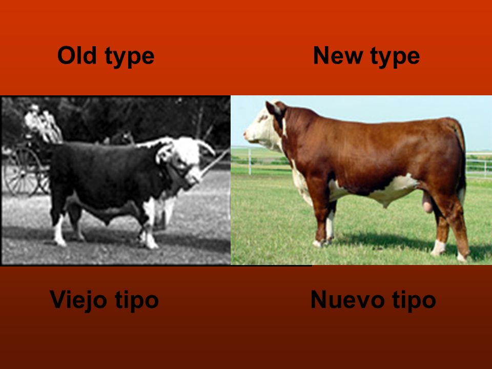 Old type New type Viejo tipo Nuevo tipo