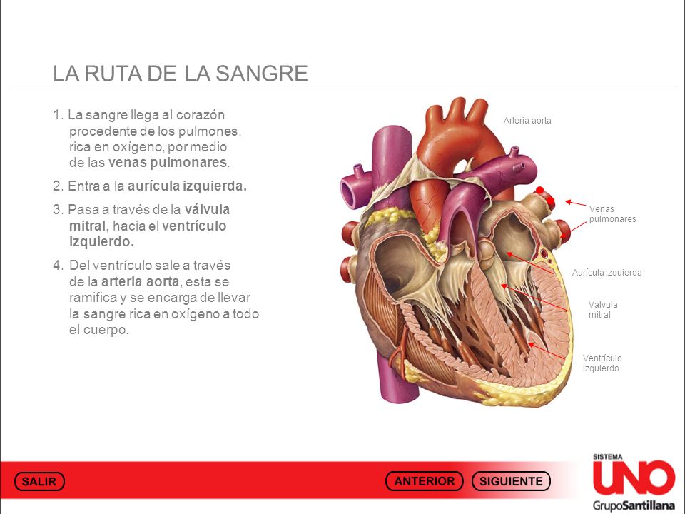 LA RUTA DE LA SANGRE 1. La sangre llega al corazón procedente de los pulmones, rica en oxígeno, por medio de las venas pulmonares.