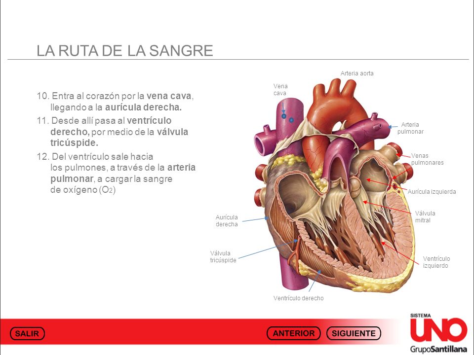 LA RUTA DE LA SANGRE Arteria aorta. Vena cava. 10. Entra al corazón por la vena cava, llegando a la aurícula derecha.