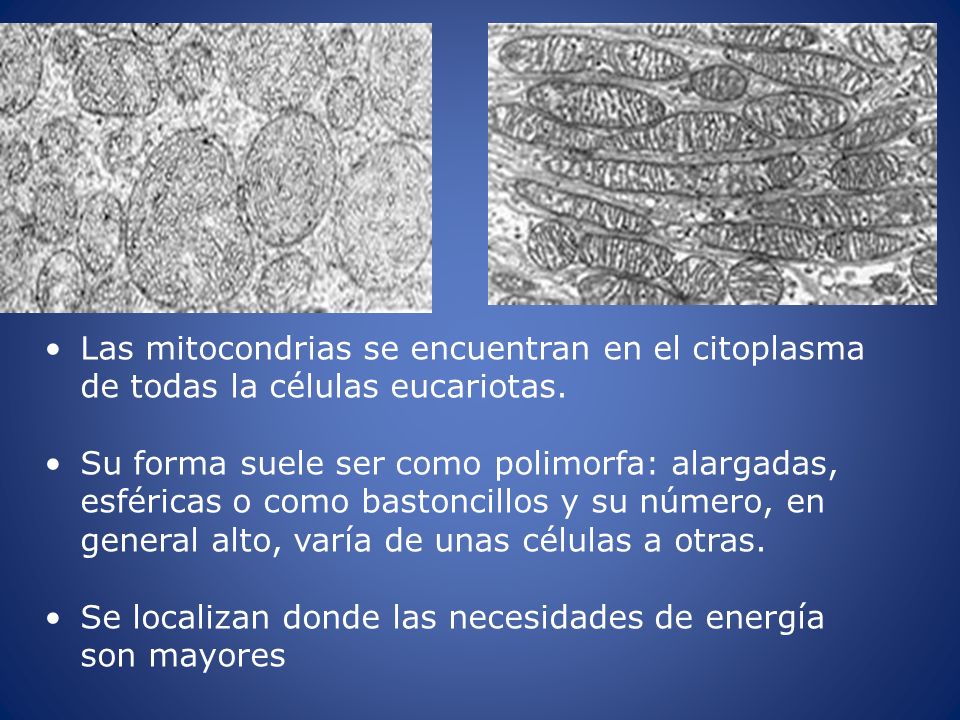 Las mitocondrias se encuentran en el citoplasma de todas la células eucariotas.