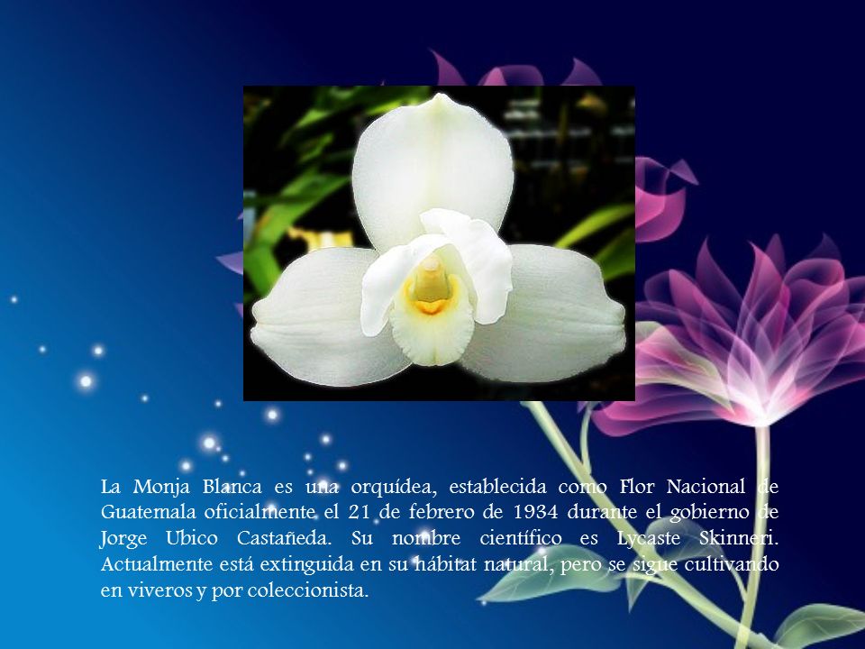 La Monja Blanca es una orquídea, establecida como Flor Nacional de Guatemala oficialmente el 21 de febrero de 1934 durante el gobierno de Jorge Ubico Castañeda.