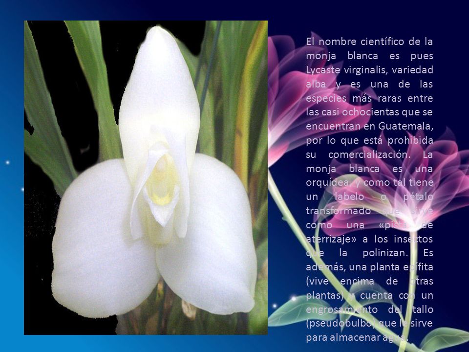 El nombre científico de la monja blanca es pues Lycaste virginalis, variedad alba y es una de las especies más raras entre las casi ochocientas que se encuentran en Guatemala, por lo que está prohibida su comercialización.