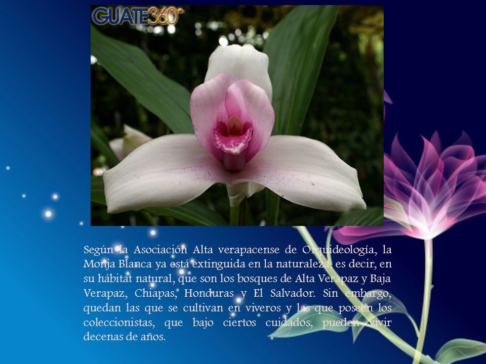 Según la Asociación Alta verapacense de Orquideología, la Monja Blanca ya está extinguida en la naturaleza, es decir, en su hábitat natural, que son los bosques de Alta Verapaz y Baja Verapaz, Chiapas, Honduras y El Salvador.