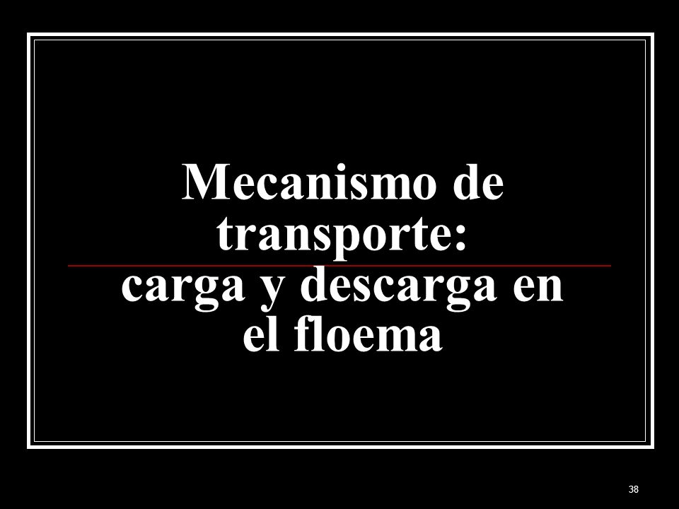 Mecanismo de transporte: carga y descarga en el floema