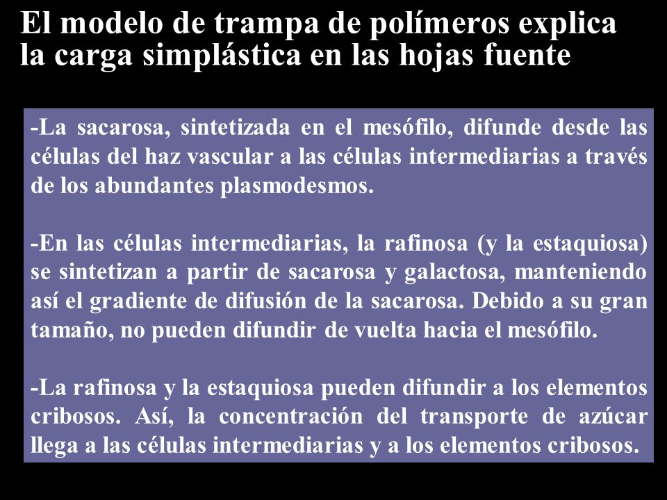 El modelo de trampa de polímeros explica la carga simplástica en las hojas fuente