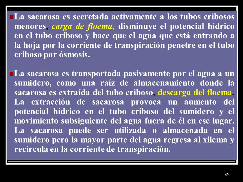 La sacarosa es secretada activamente a los tubos cribosos menores, carga de floema, disminuye el potencial hídrico en el tubo criboso y hace que el agua que está entrando a la hoja por la corriente de transpiración penetre en el tubo criboso por ósmosis.