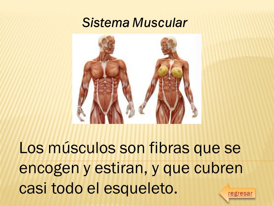Sistema Muscular Los músculos son fibras que se encogen y estiran, y que cubren casi todo el esqueleto.