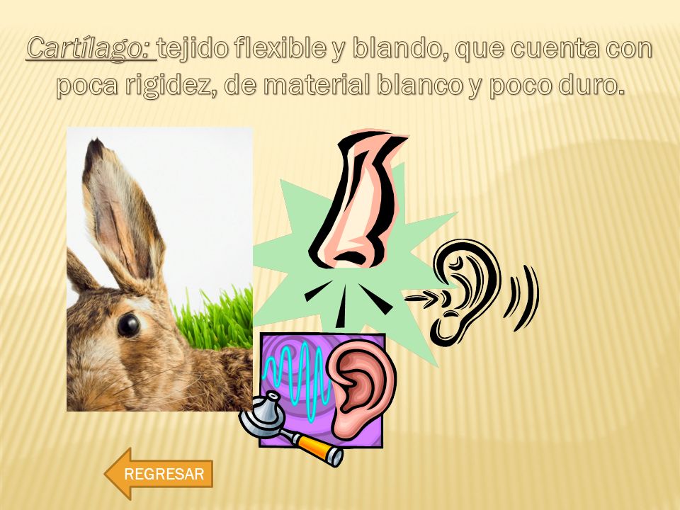 Cartílago: tejido flexible y blando, que cuenta con poca rigidez, de material blanco y poco duro.