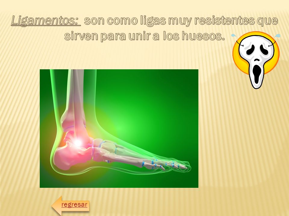 Ligamentos: son como ligas muy resistentes que sirven para unir a los huesos.