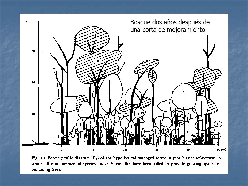 Bosque dos años después de una corta de mejoramiento.
