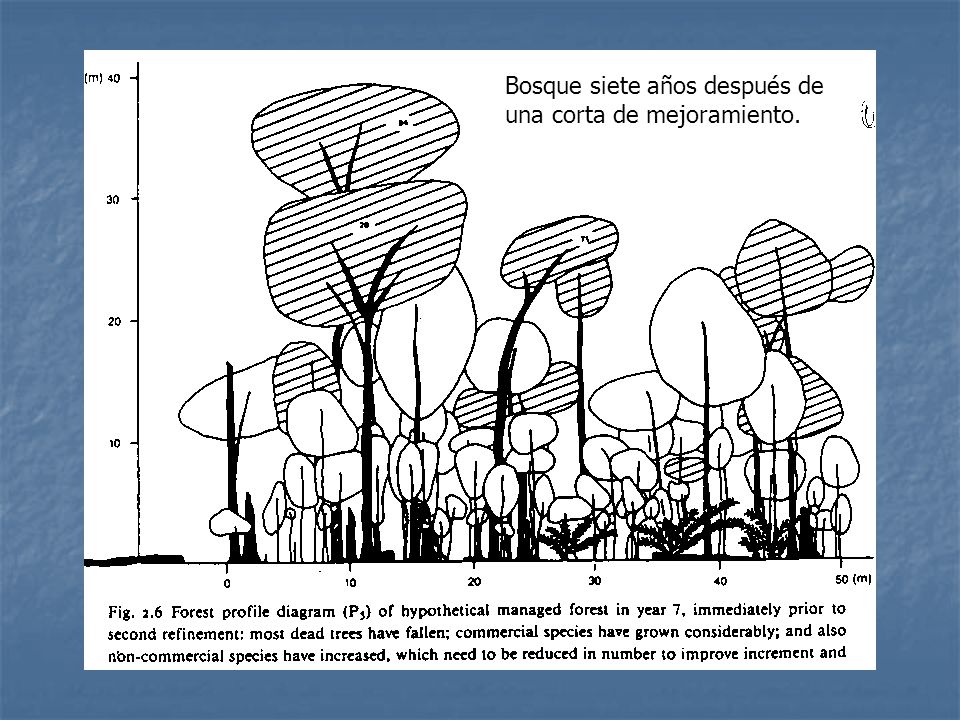 Bosque siete años después de una corta de mejoramiento.