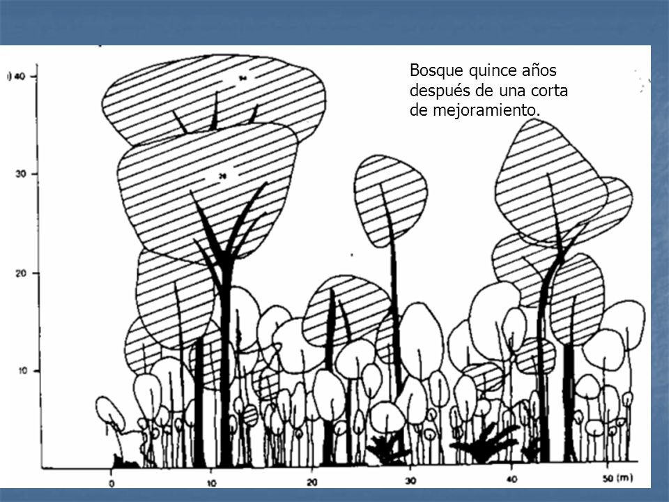 Bosque quince años después de una corta de mejoramiento.