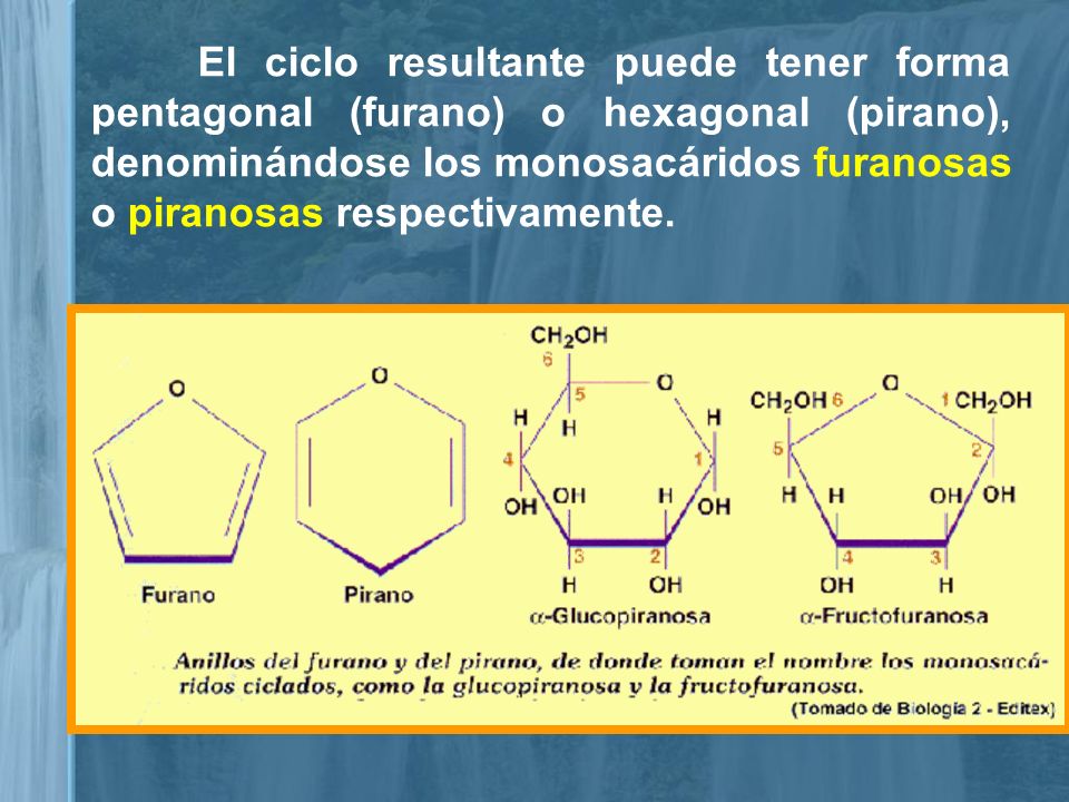 El ciclo resultante puede tener forma pentagonal (furano) o hexagonal (pirano), denominándose los monosacáridos furanosas o piranosas respectivamente.