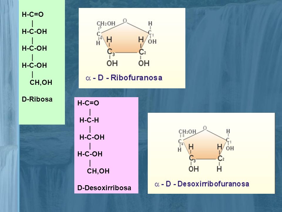 H-C=O | H-C-OH CH,OH D-Ribosa H-C=O | H-C-H H-C-OH CH,OH D-Desoxirribosa