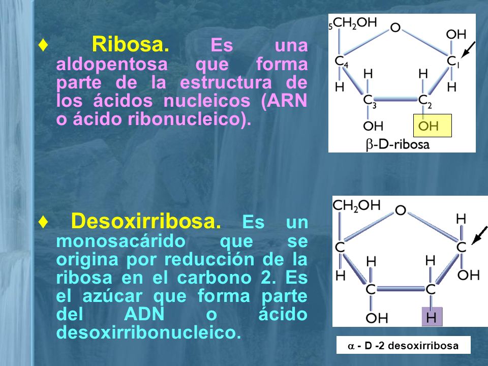 ♦ Ribosa. Es una aldopentosa que forma parte de la estructura de los ácidos nucleicos (ARN o ácido ribonucleico).