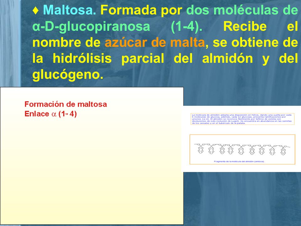 ♦ Maltosa. Formada por dos moléculas de α-D-glucopiranosa (1-4)