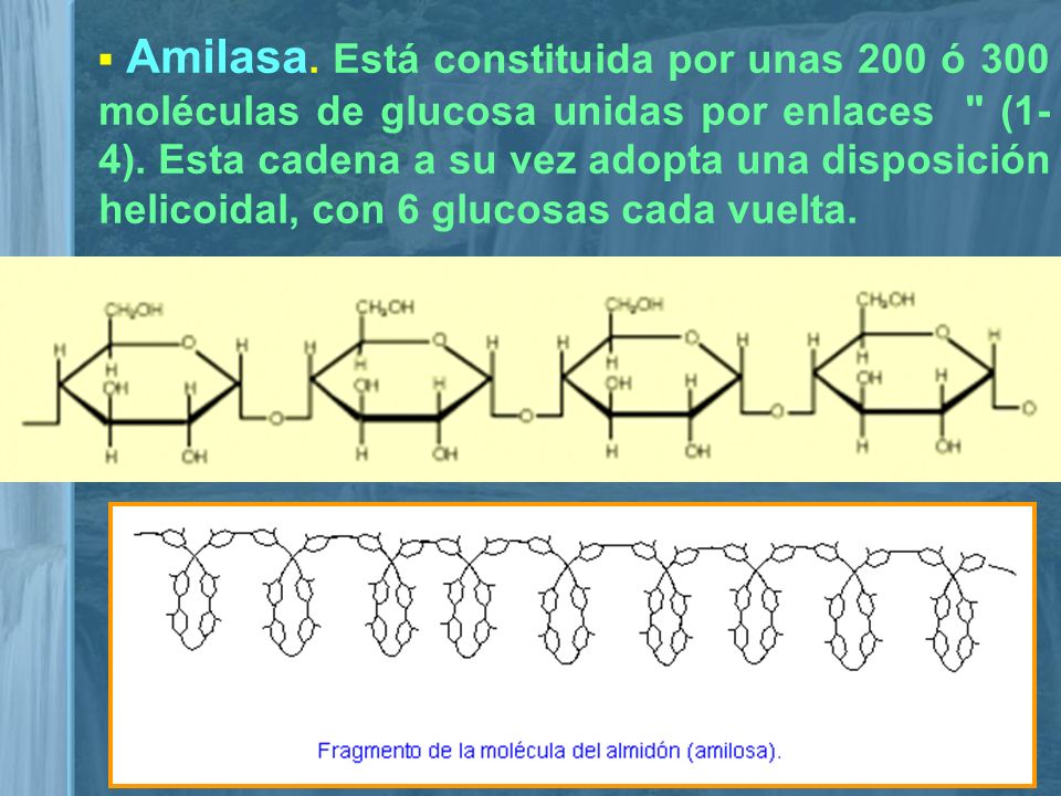 ▪ Amilasa. Está constituida por unas 200 ó 300 moléculas de glucosa unidas por enlaces (1-4).