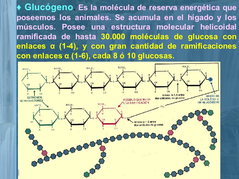 ♦ Glucógeno. Es la molécula de reserva energética que poseemos los animales.