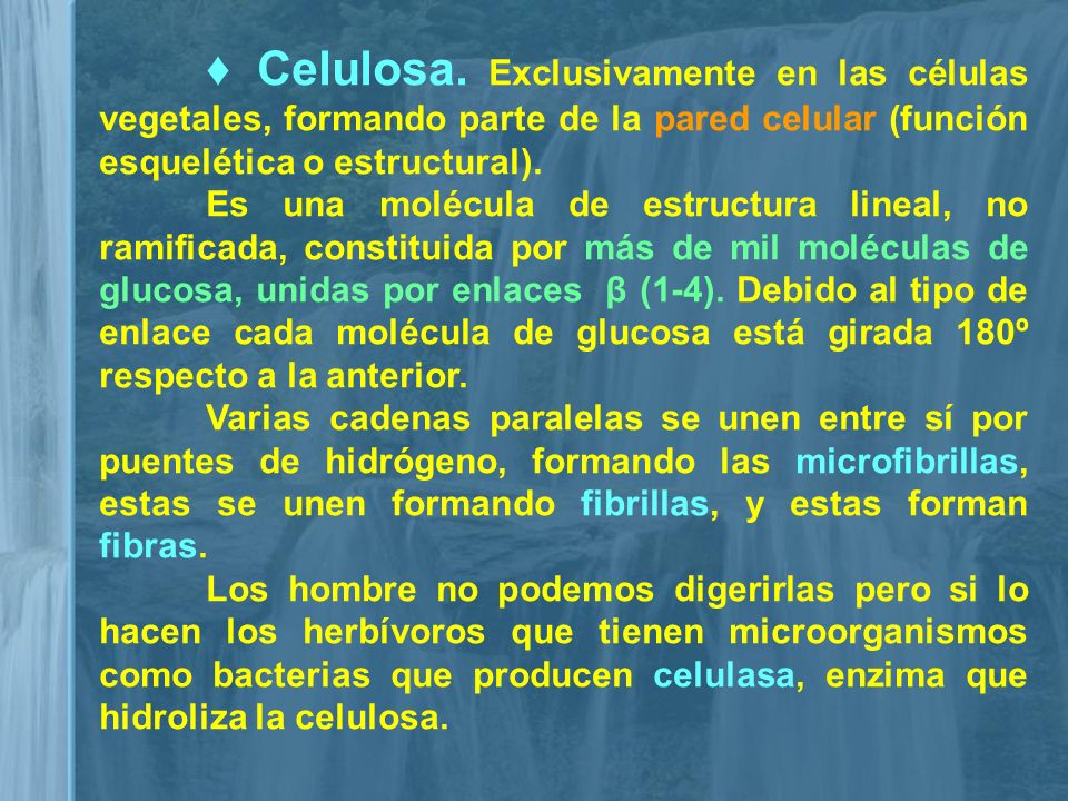 ♦ Celulosa. Exclusivamente en las células vegetales, formando parte de la pared celular (función esquelética o estructural).