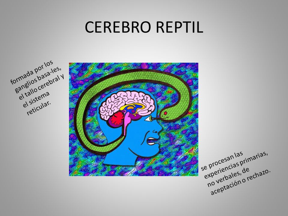 CEREBRO REPTIL formada por los ganglios basa-les, el tallo cerebral y el sistema reticular.