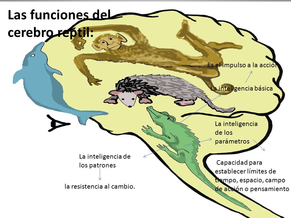 Las funciones del cerebro reptil: Es el impulso a la acción.