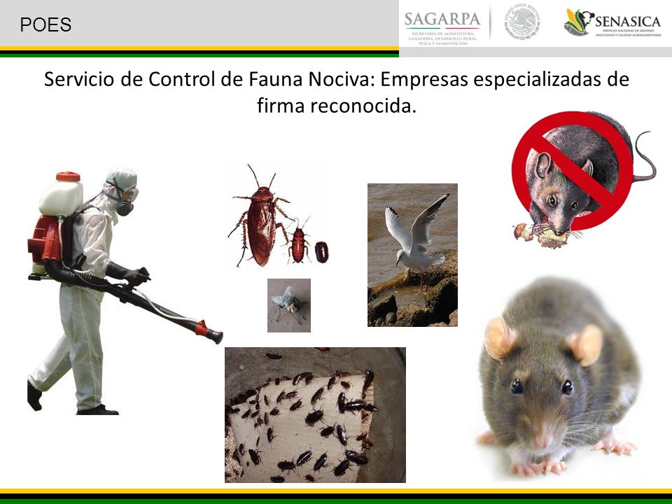 POES Servicio de Control de Fauna Nociva: Empresas especializadas de firma reconocida.