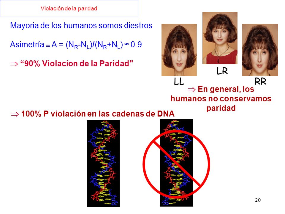 LR LL RR Mayoria de los humanos somos diestros