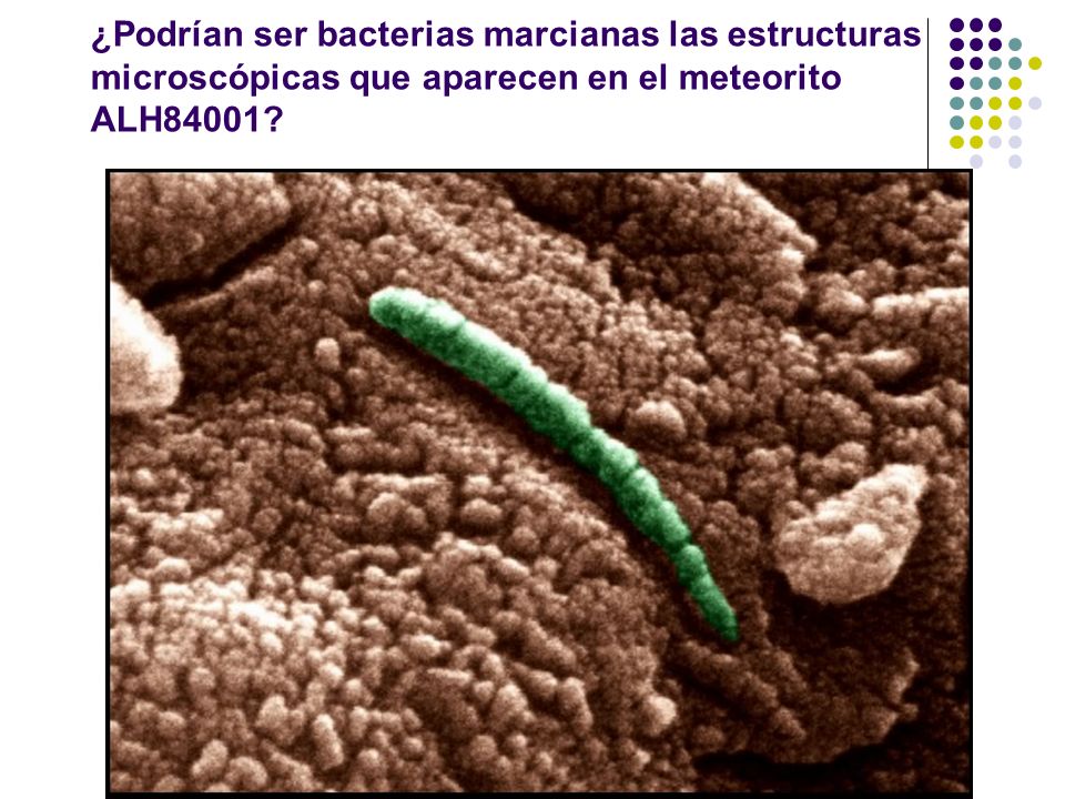 ¿Podrían ser bacterias marcianas las estructuras microscópicas que aparecen en el meteorito ALH84001