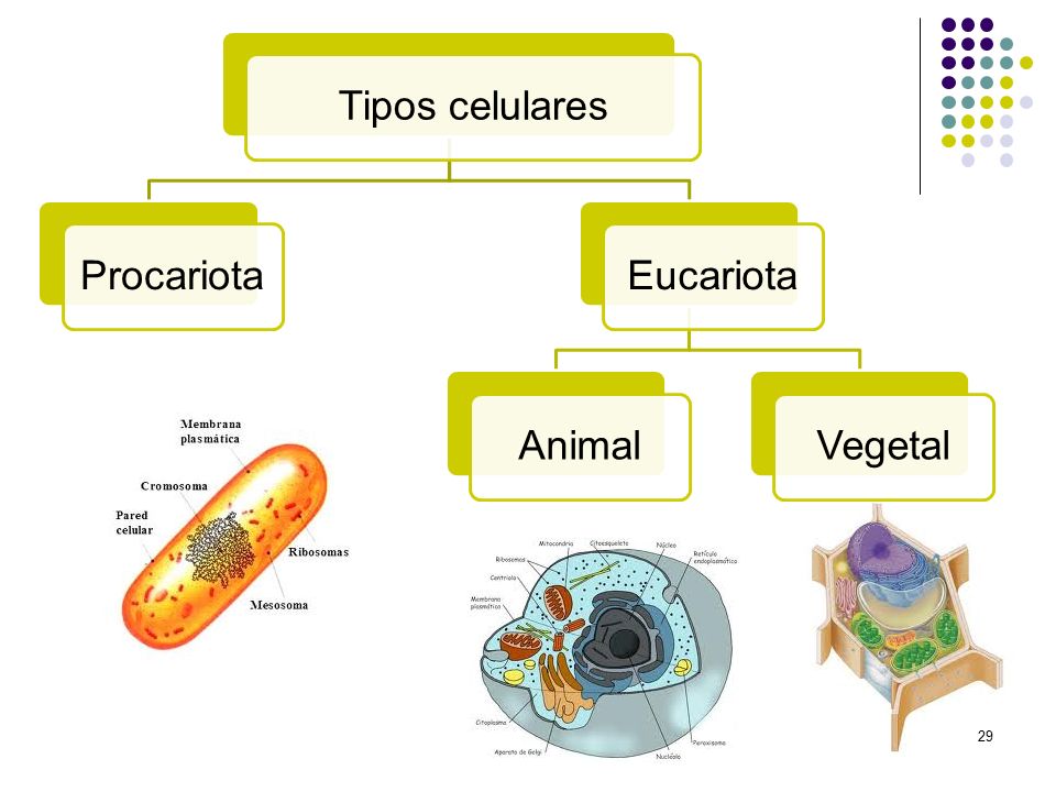 Tipos celulares Procariota Eucariota Animal Vegetal