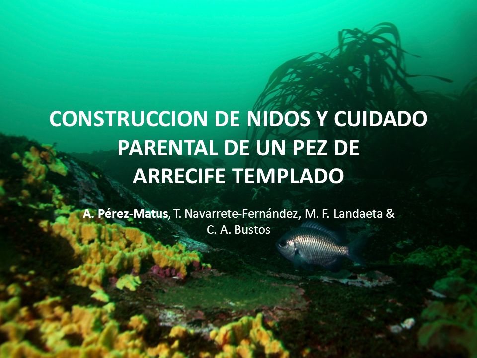 A. Pérez-Matus, T. Navarrete-Fernández, M. F. Landaeta & C. A. Bustos