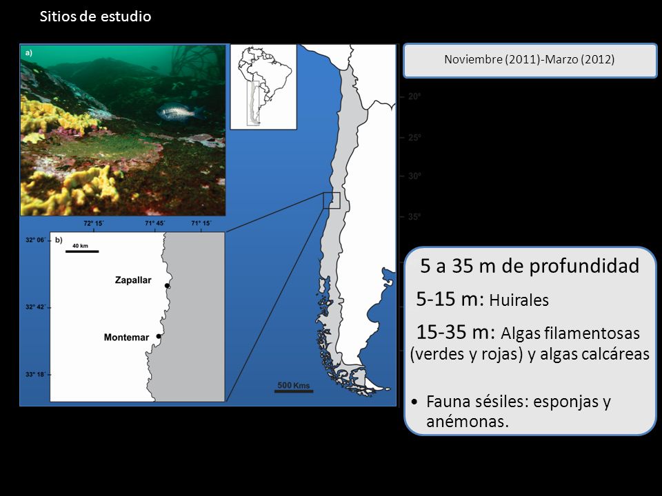 15-35 m: Algas filamentosas (verdes y rojas) y algas calcáreas