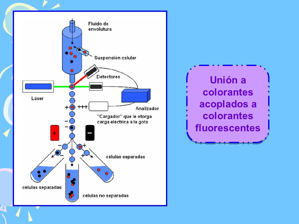 Unión a colorantes acoplados a colorantes fluorescentes