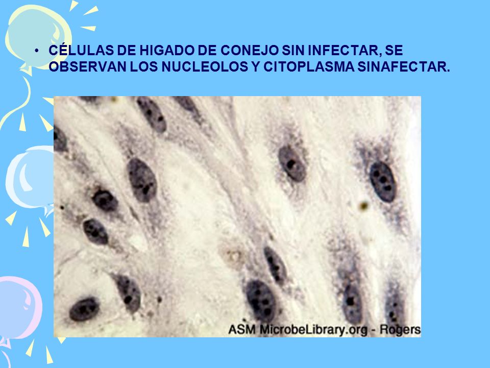 CÉLULAS DE HIGADO DE CONEJO SIN INFECTAR, SE OBSERVAN LOS NUCLEOLOS Y CITOPLASMA SINAFECTAR.