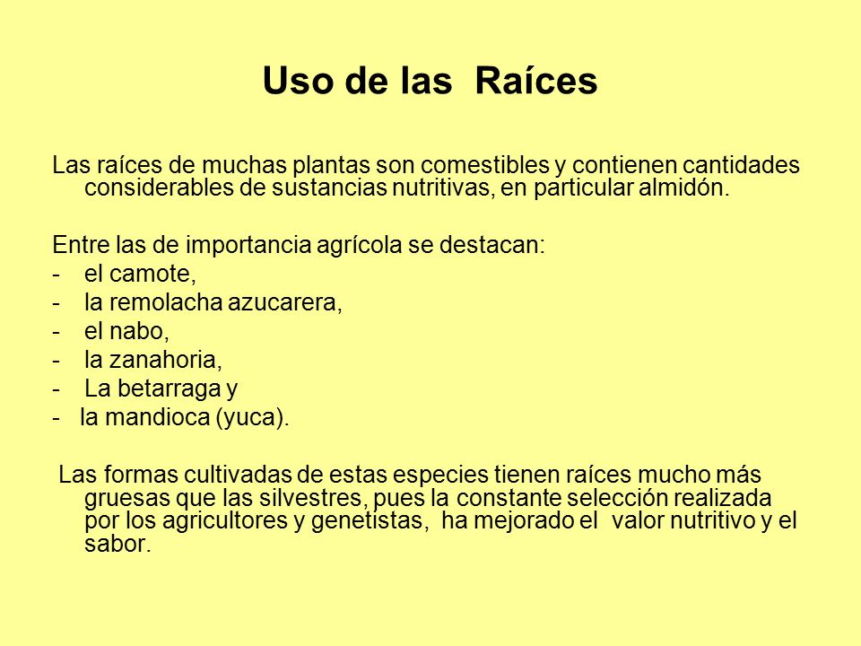 Uso de las Raíces Las raíces de muchas plantas son comestibles y contienen cantidades considerables de sustancias nutritivas, en particular almidón.