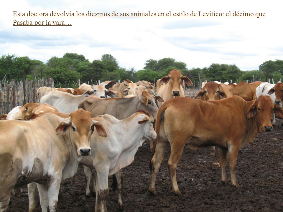 Esta doctora devolvía los diezmos de sus animales en el estilo de Levítico: el décimo que