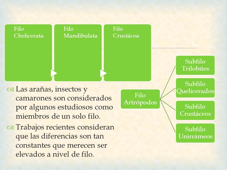 Filo Chelicerata Filo Mandibulata. Filo Crustácea. Filo Artrópodos. Subfilo Trilobites. Subfilo Quelicerados.