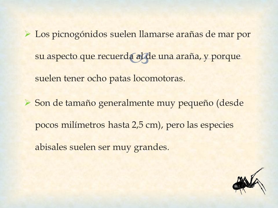 Los picnogónidos suelen llamarse arañas de mar por su aspecto que recuerda al de una araña, y porque suelen tener ocho patas locomotoras.